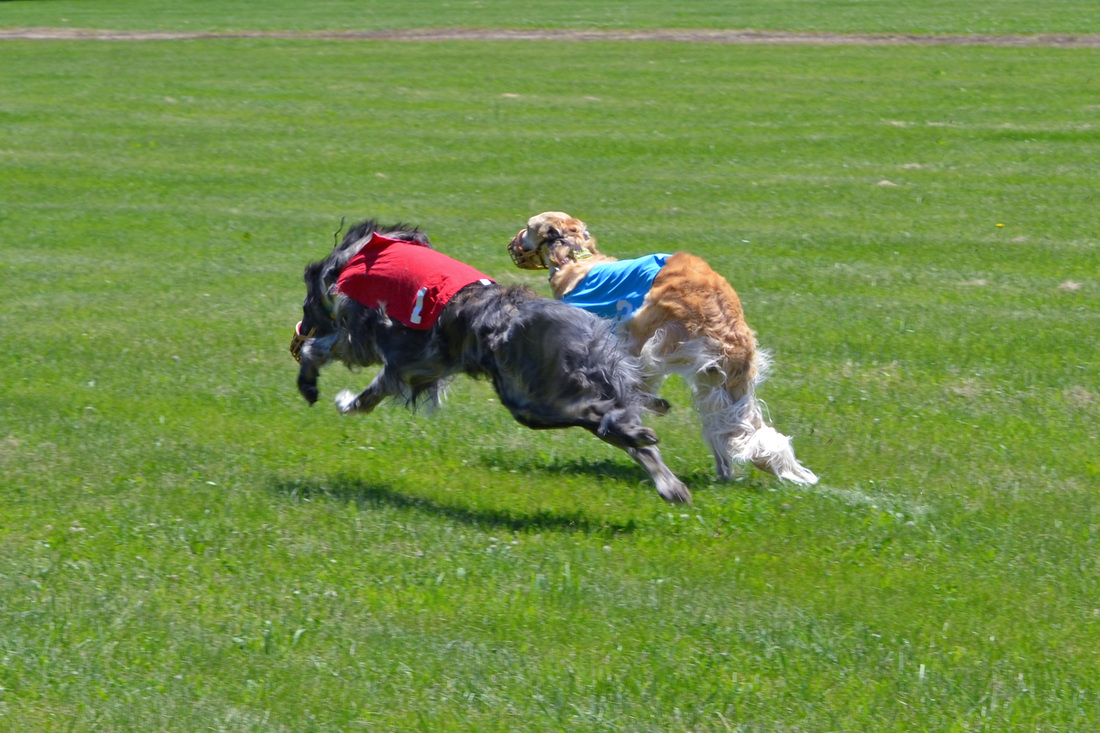Lure Coursing - Toujour