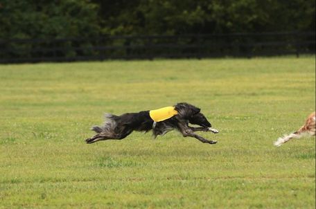 Lure Coursing - Toujour